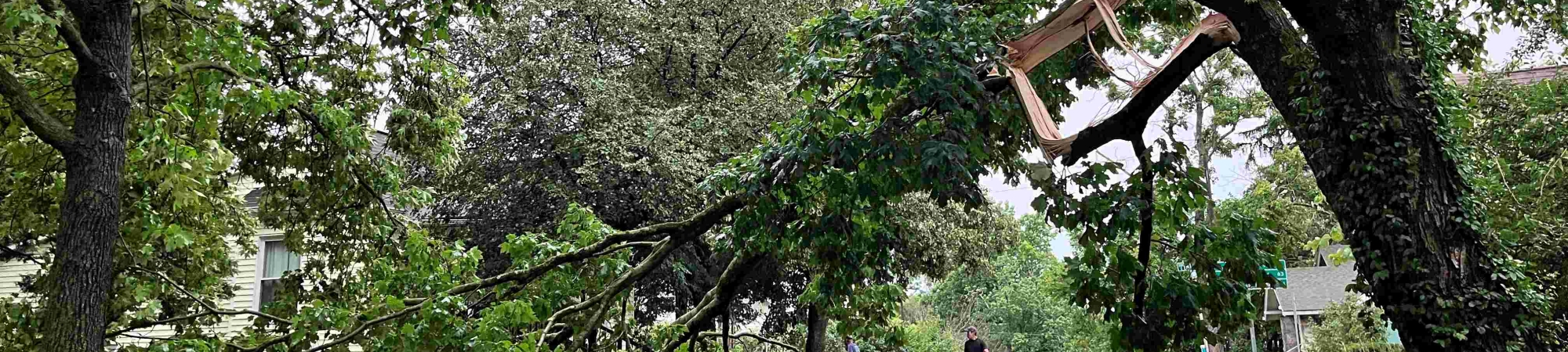 Storm-damaged tree