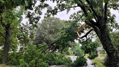 Storm-damaged tree